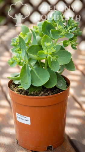 NNS_0088.jpg