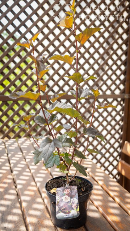 NNS_9976.jpg
