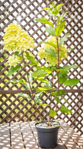 NNS_0103.jpg